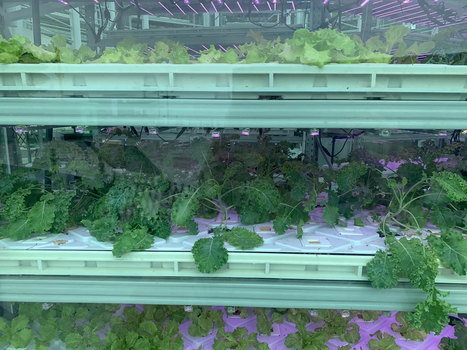 Rows of leafy plants growing in an indoor hydroponic system.